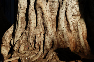 aluminium-print-tree-close-up