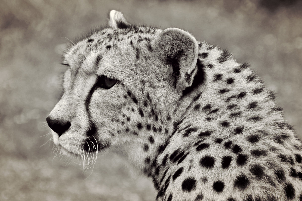canvas-print-beautiful-cheetah