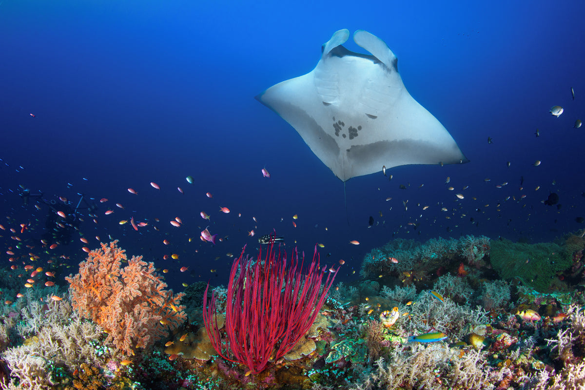 poster-print-ocean-manta-ray-on-the-reef-x