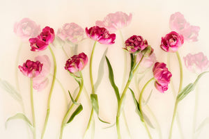 canvas-print-tulips-xgj