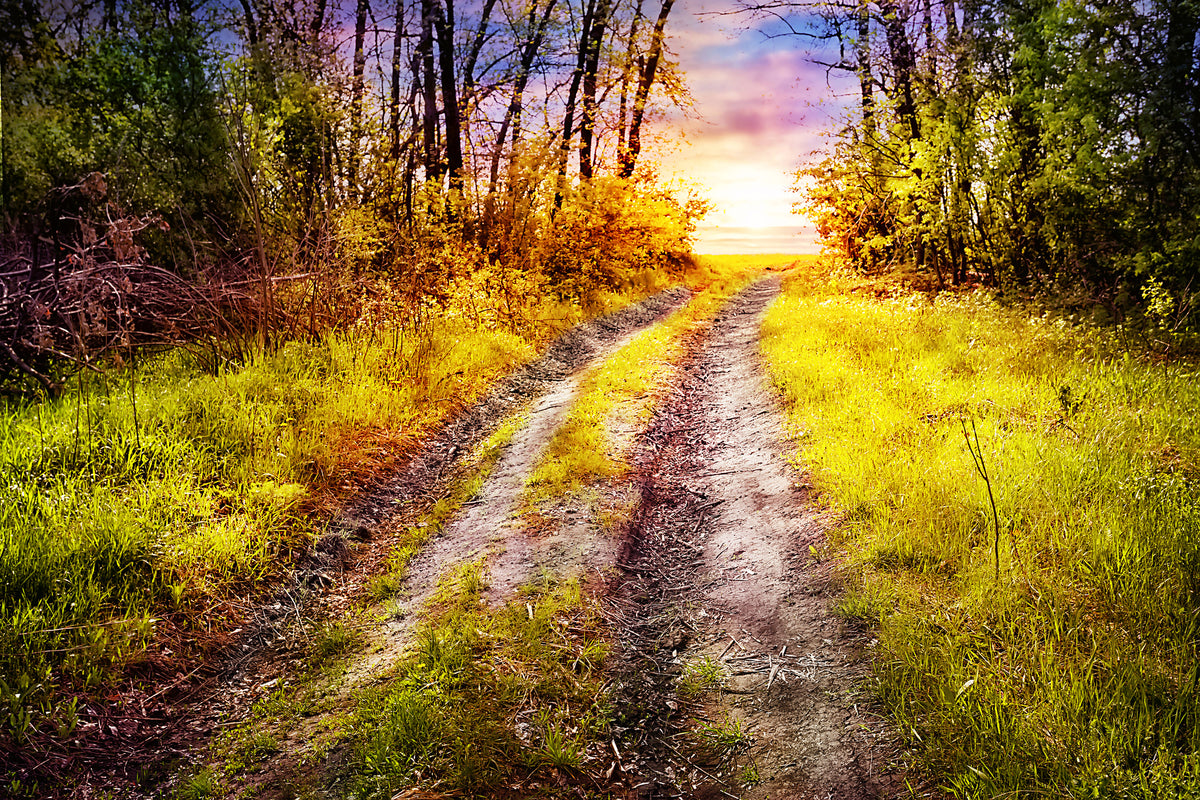 modern-3-piece-acrylic-print-the-forest-path