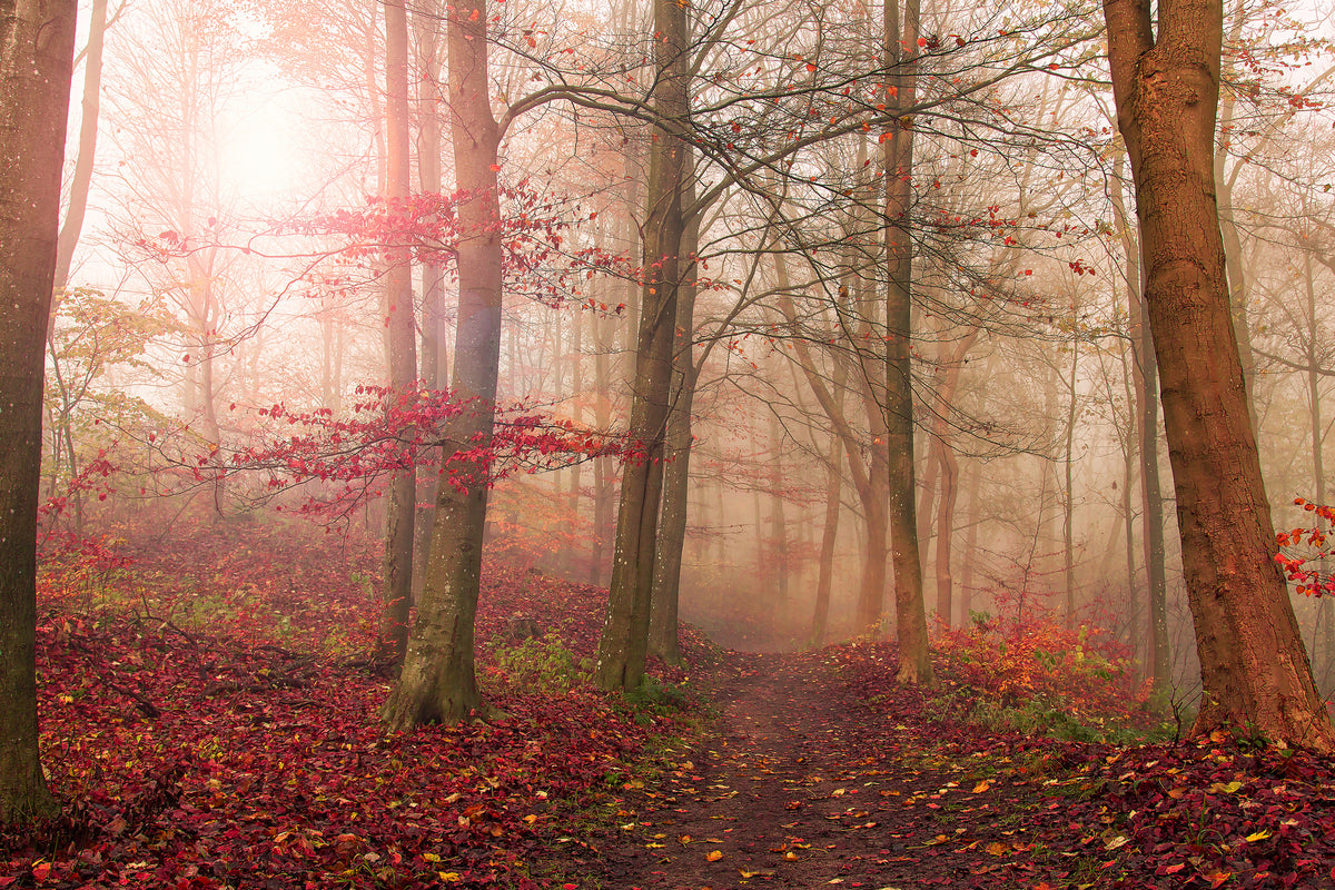 aluminium-print-forest-scene-x