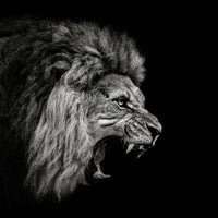 canvas-print-roaring-lion-2-x