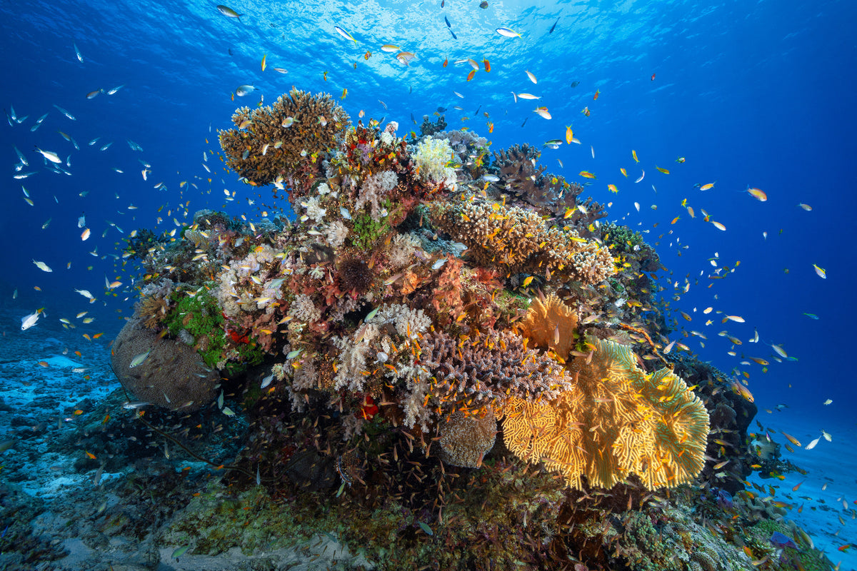 canvas-print-underwater-biodiversity-x