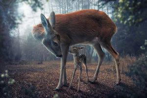 aluminium-print-mother-and-fawn