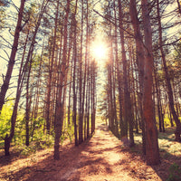 4-piece-canvas-print-light-at-the-end-of-the-forest-path
