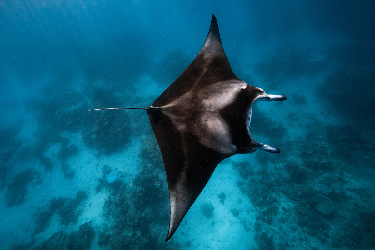 poster-print-manta-fly