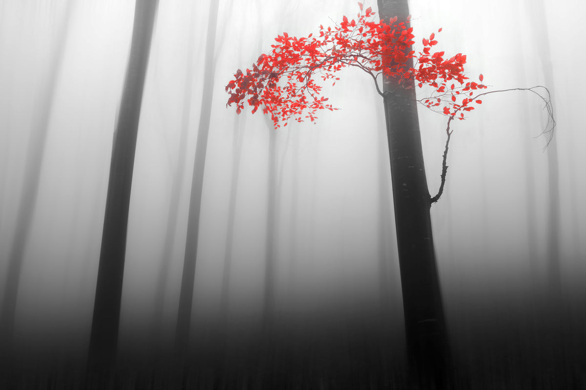 canvas-print-illusion