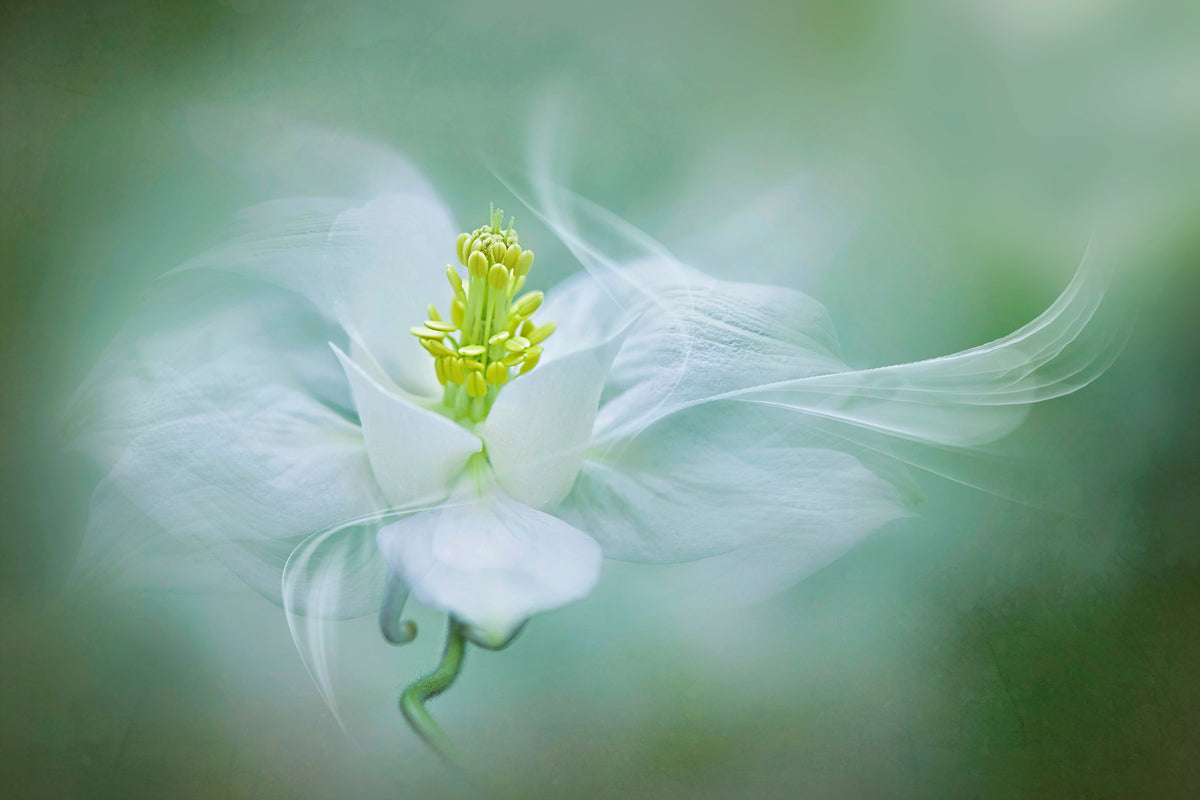 canvas-print-mystical-xvs