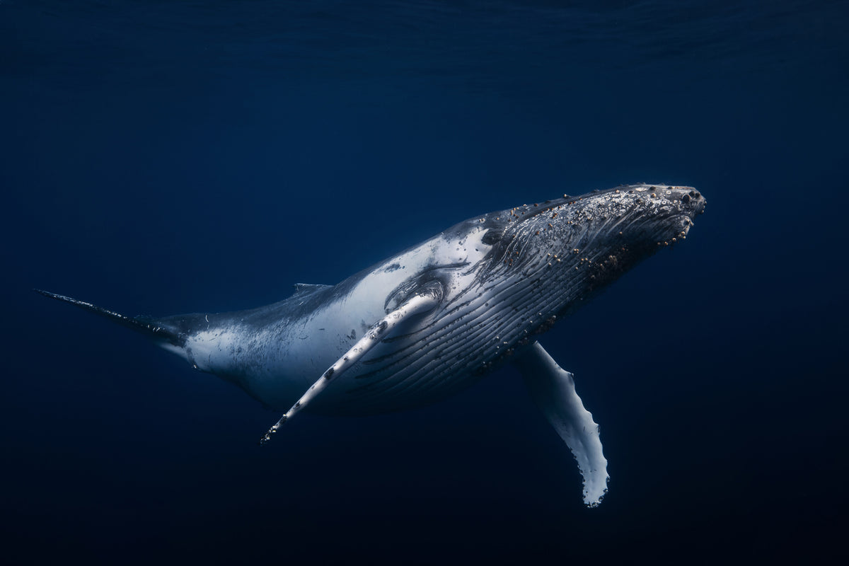 poster-print-humpback-whale-in-blue-x