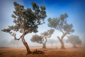 canvas-print-fanal-x