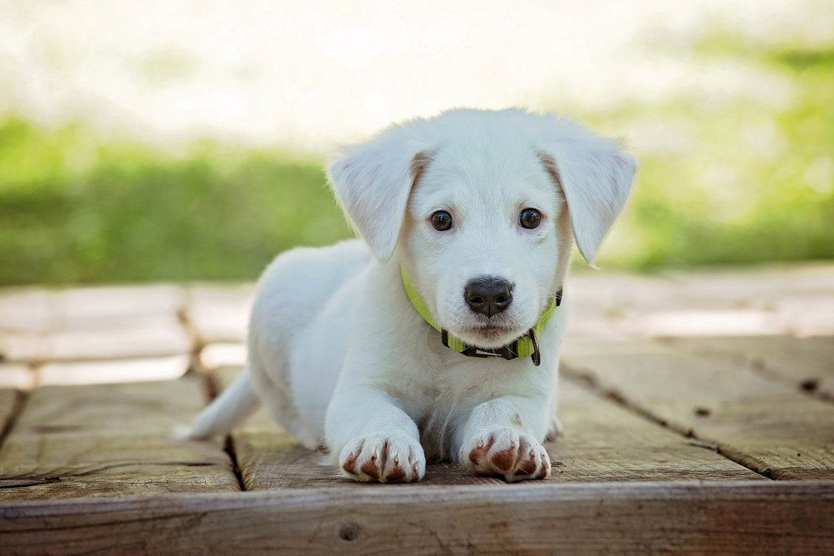 framedposter-print-cute-dog-baby