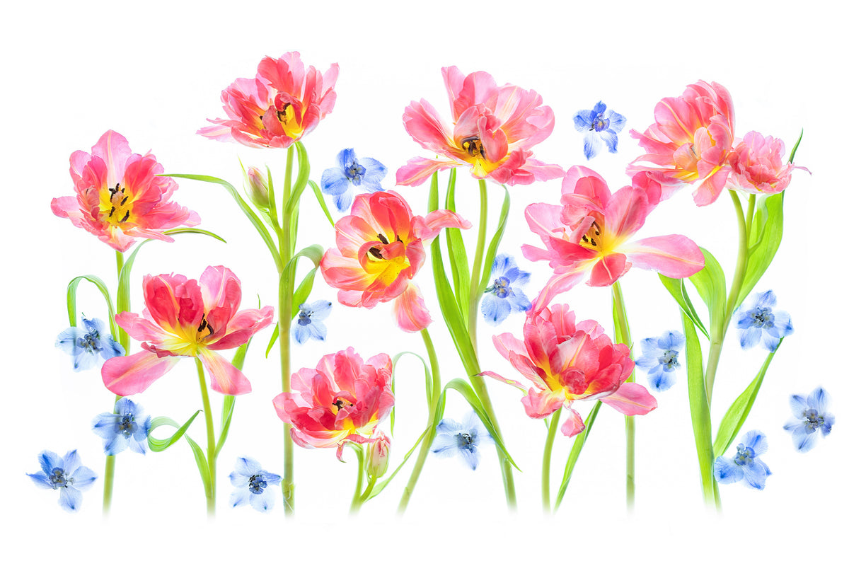 acrylic-print-spring-delight-x