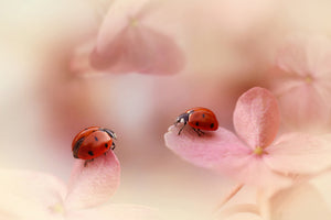 aluminium-print-ladybirds-on-pink-hydrangea