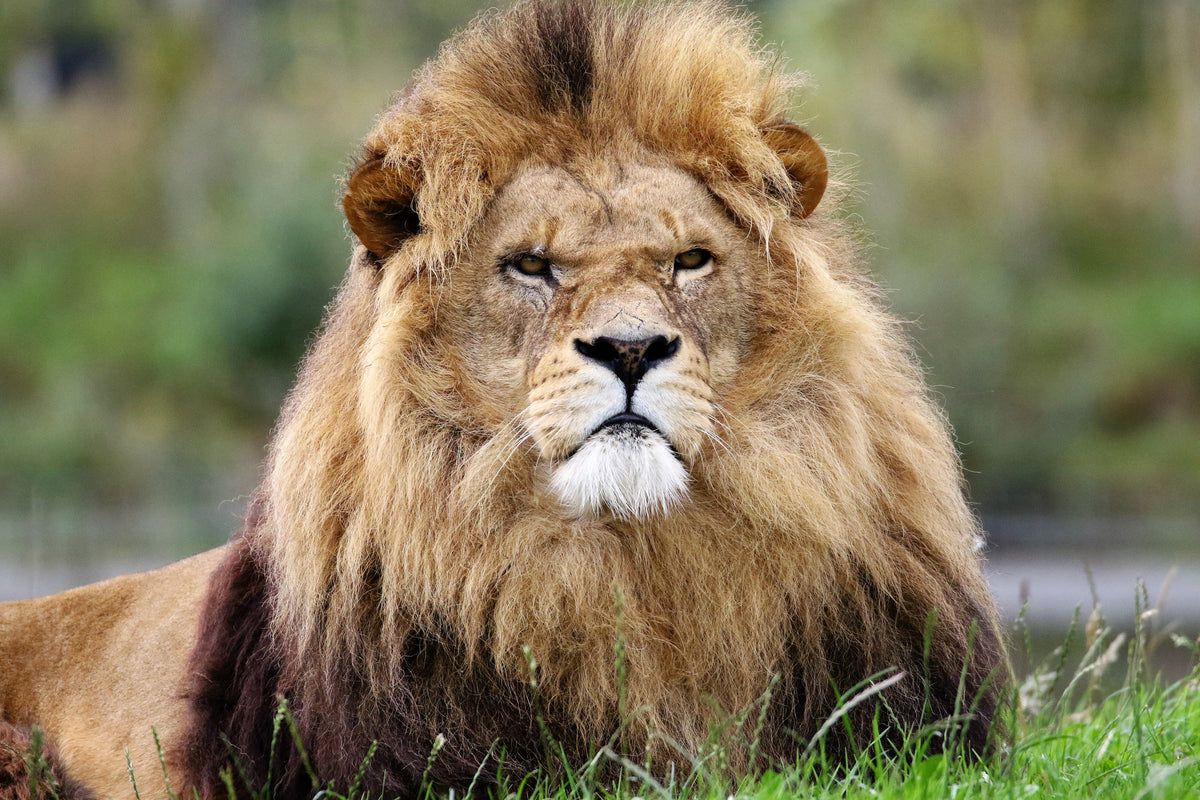 poster-print-the-king-of-animals