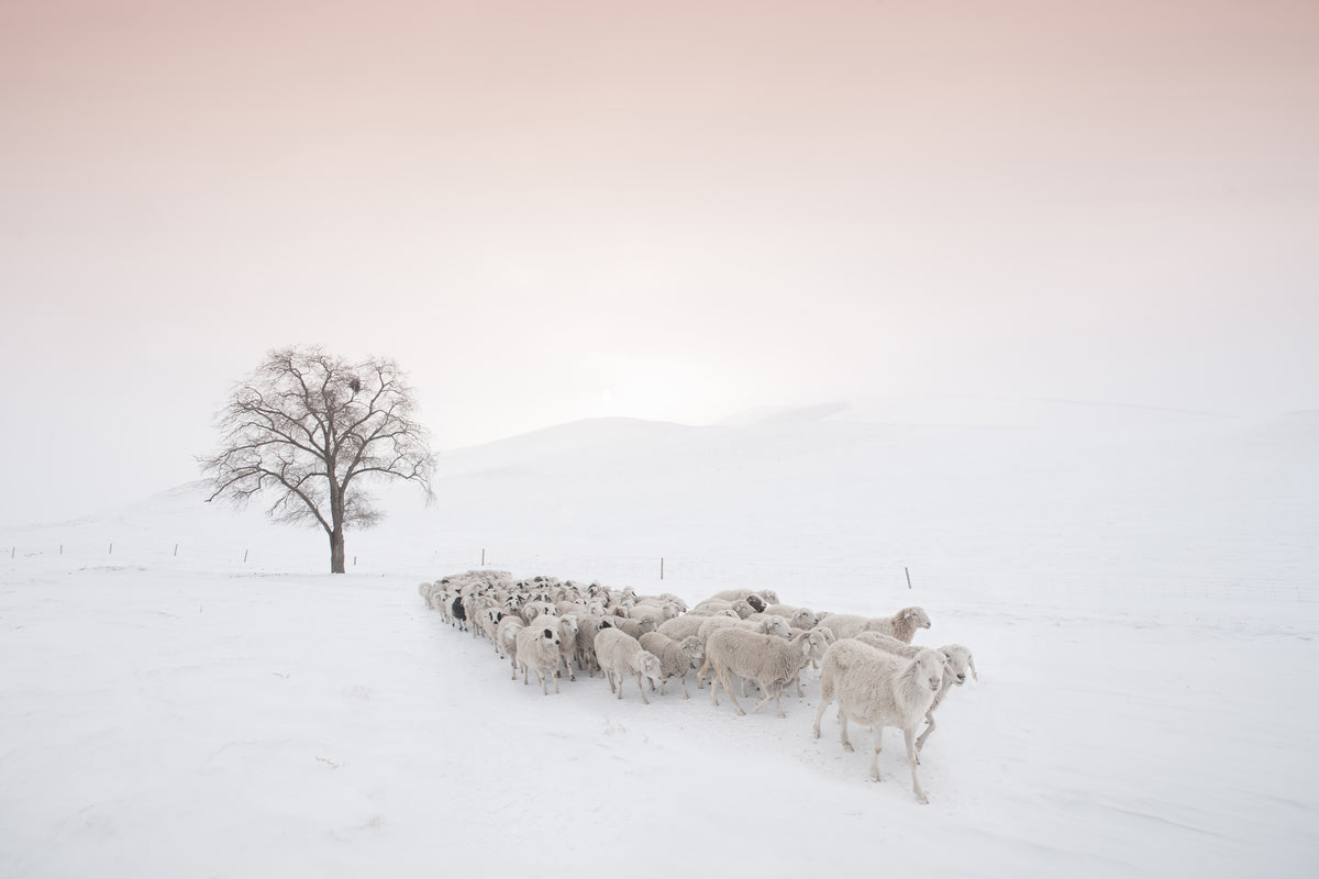 canvas-print-flock-looking-for-food-x