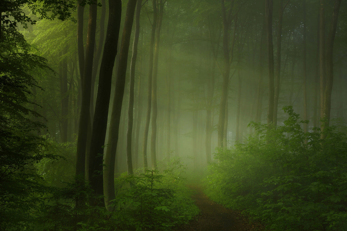 modern-3-piece-canvas-print-forest-morning