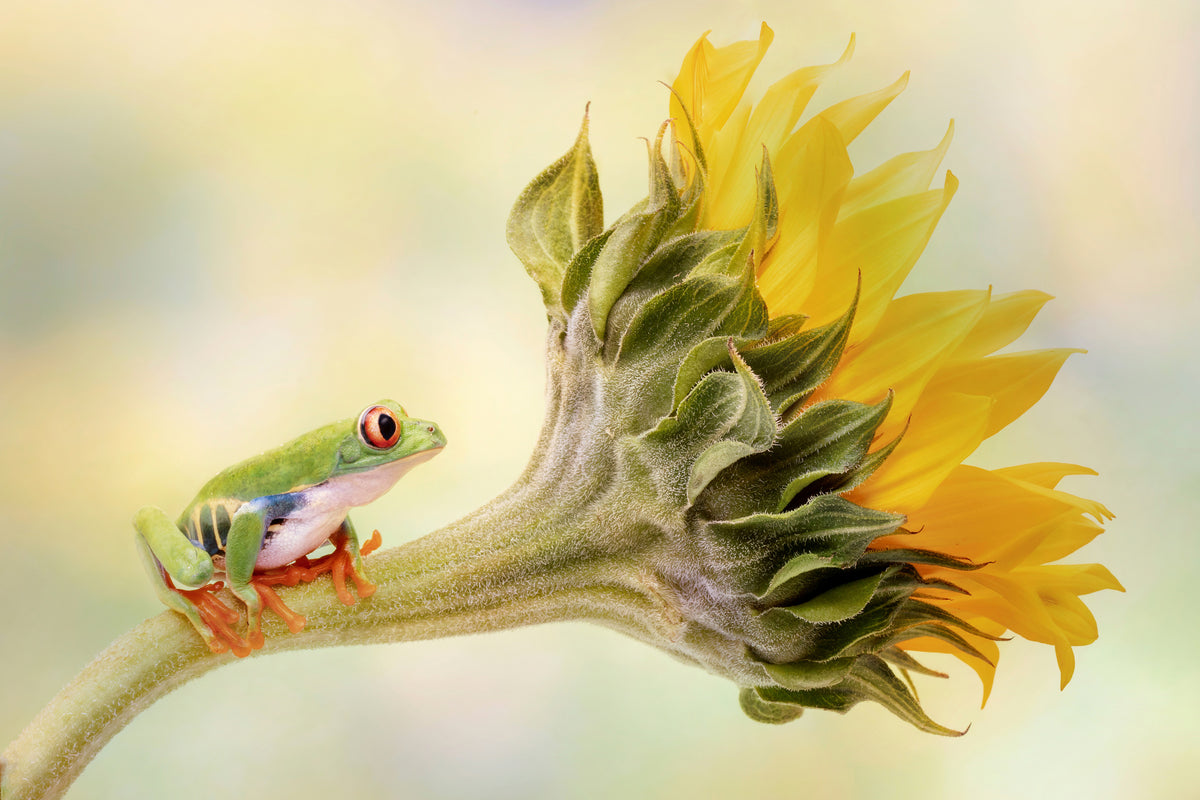 aluminium-print-red-eyed-tree-frog-on-a-sunflower-x
