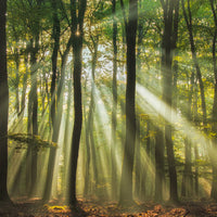 acrylic-print-sunny-start-to-the-day
