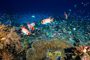 3-piece-canvas-print-reef-lifeii
