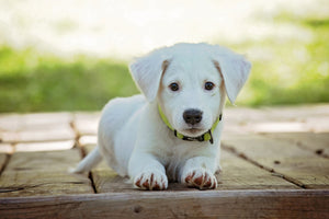 canvas-print-cute-dog-baby