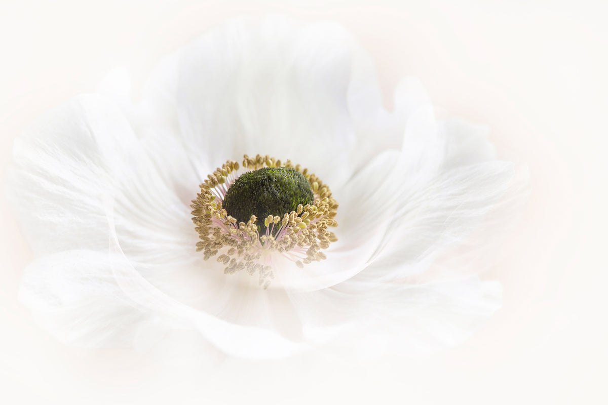 framedposter-print-pure-x