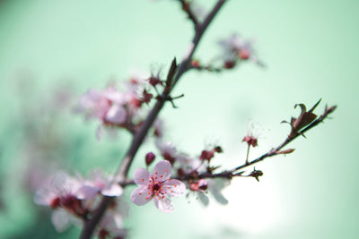 poster-print-beautiful-japanese-cherry-blossom