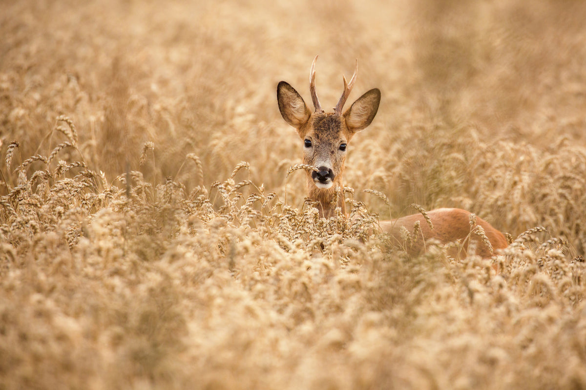 acrylic-print-deer-in-the-field-x