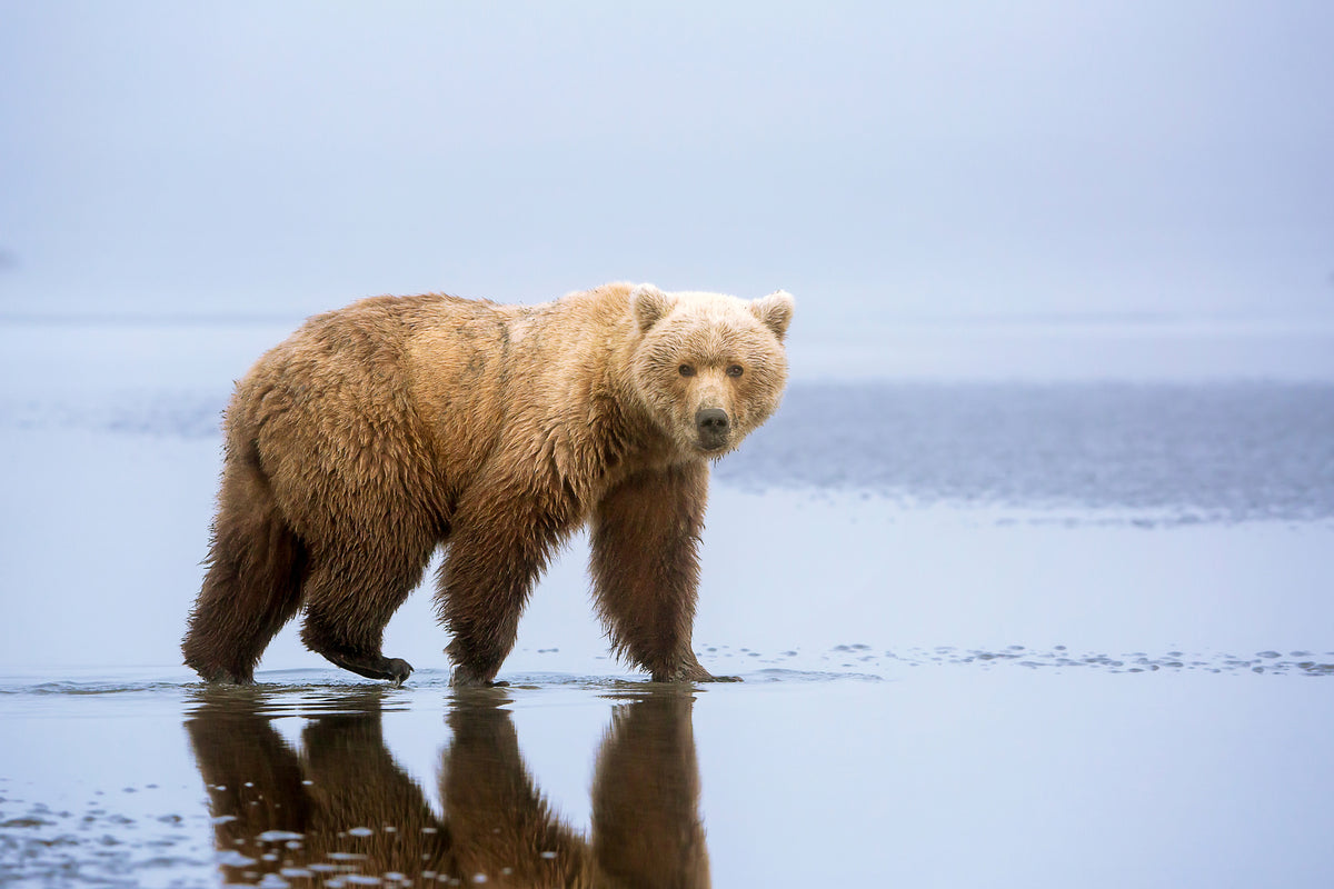 framedcanvas-print-the-bear-walk-x