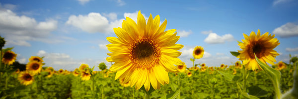 panoramic-acrylic-print-summer-sunflowers-panorama