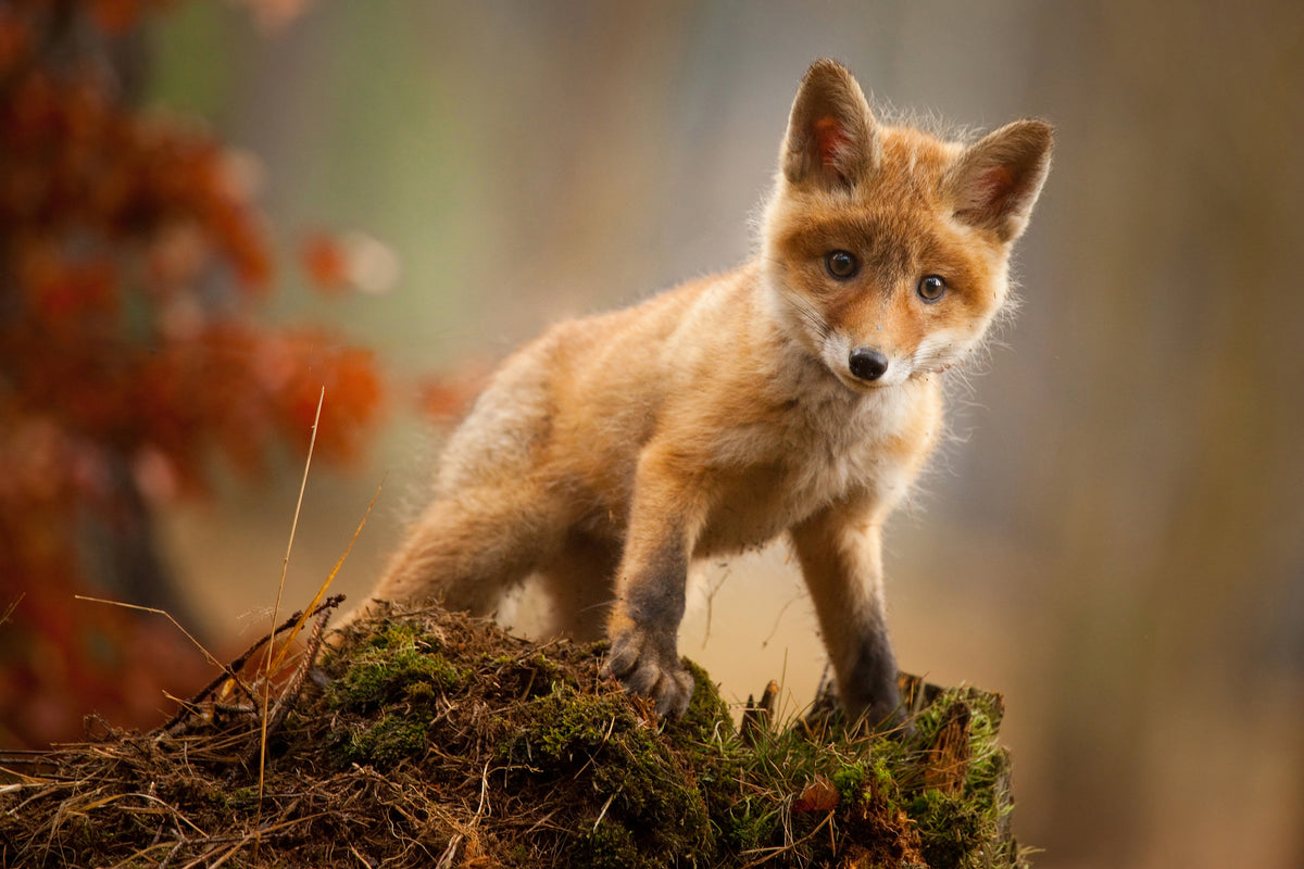 acrylic-print-fox