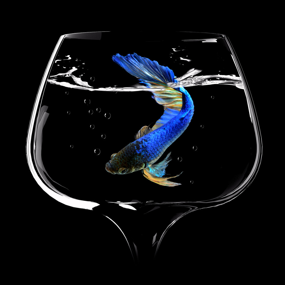 9-piece-aluminium-print-betta-fish-dance