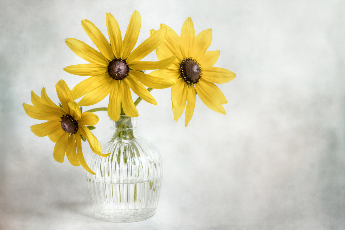 poster-print-rudbeckia-x