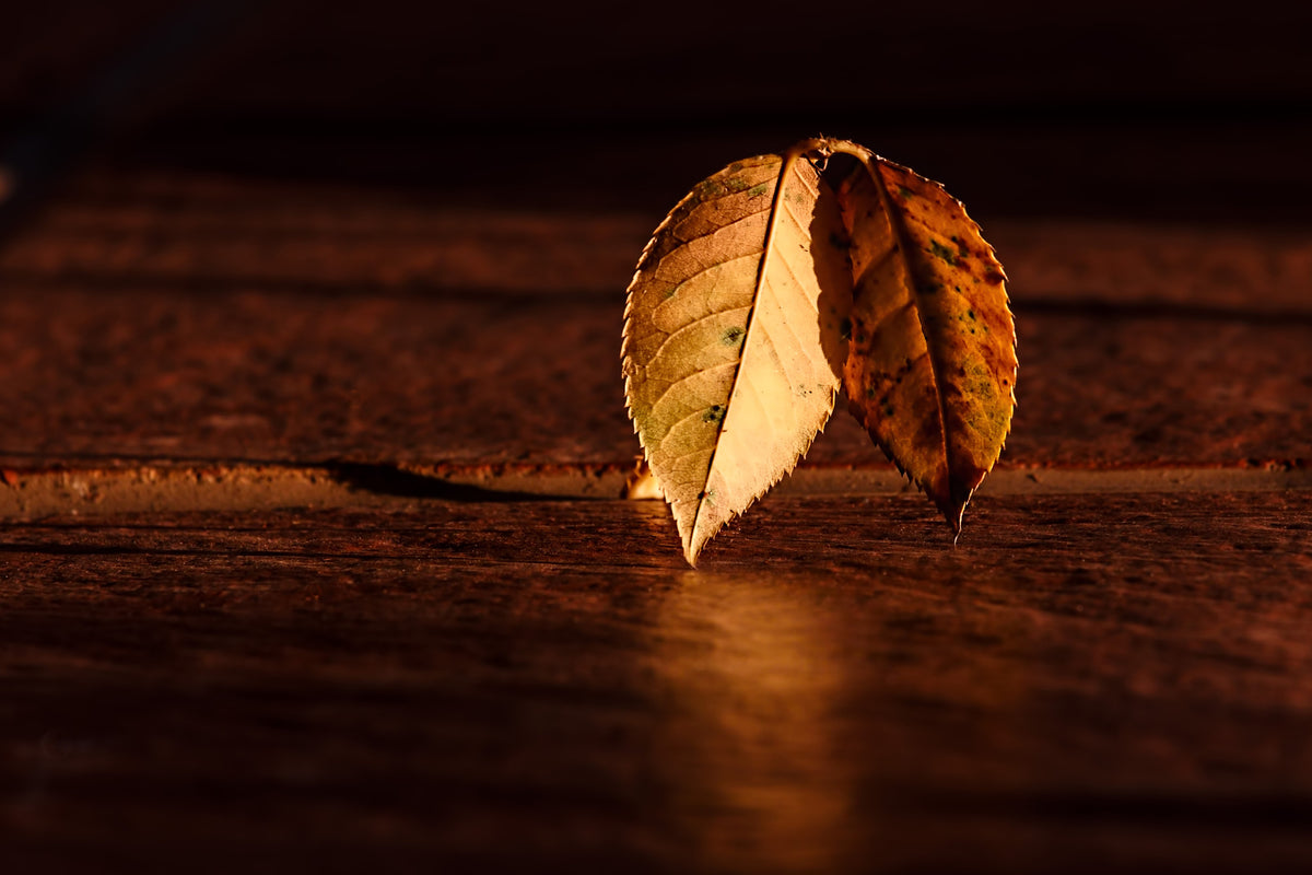 framedcanvas-print-the-leaf
