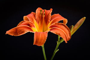 canvas-print-a-lily-flower-in-orange