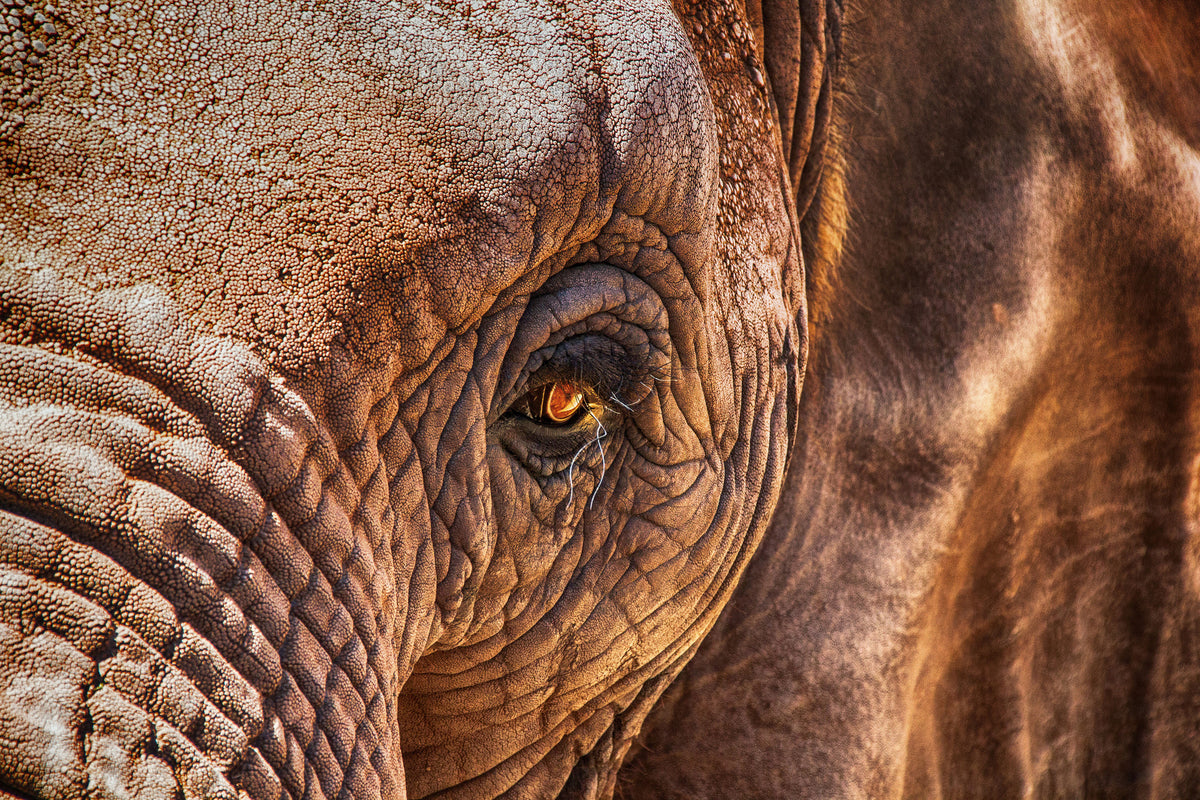 framedposter-print-the-look-of-the-elephant