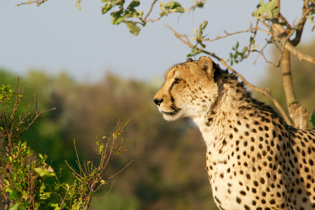 acrylic-print-cheetah-in-nature