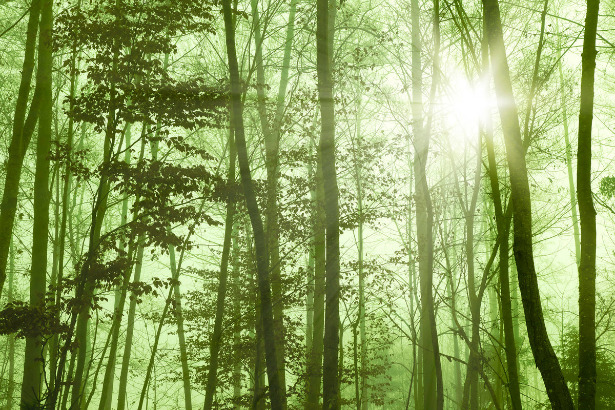 canvas-print-nibelungen-forest