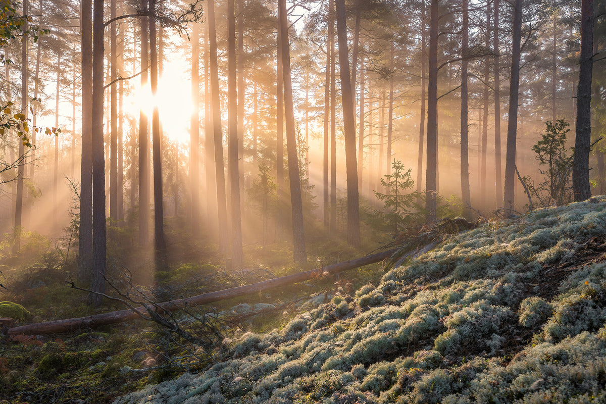 acrylic-print-foggy-morning-in-the-forest