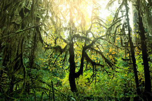 acrylic-print-dreamy-forest