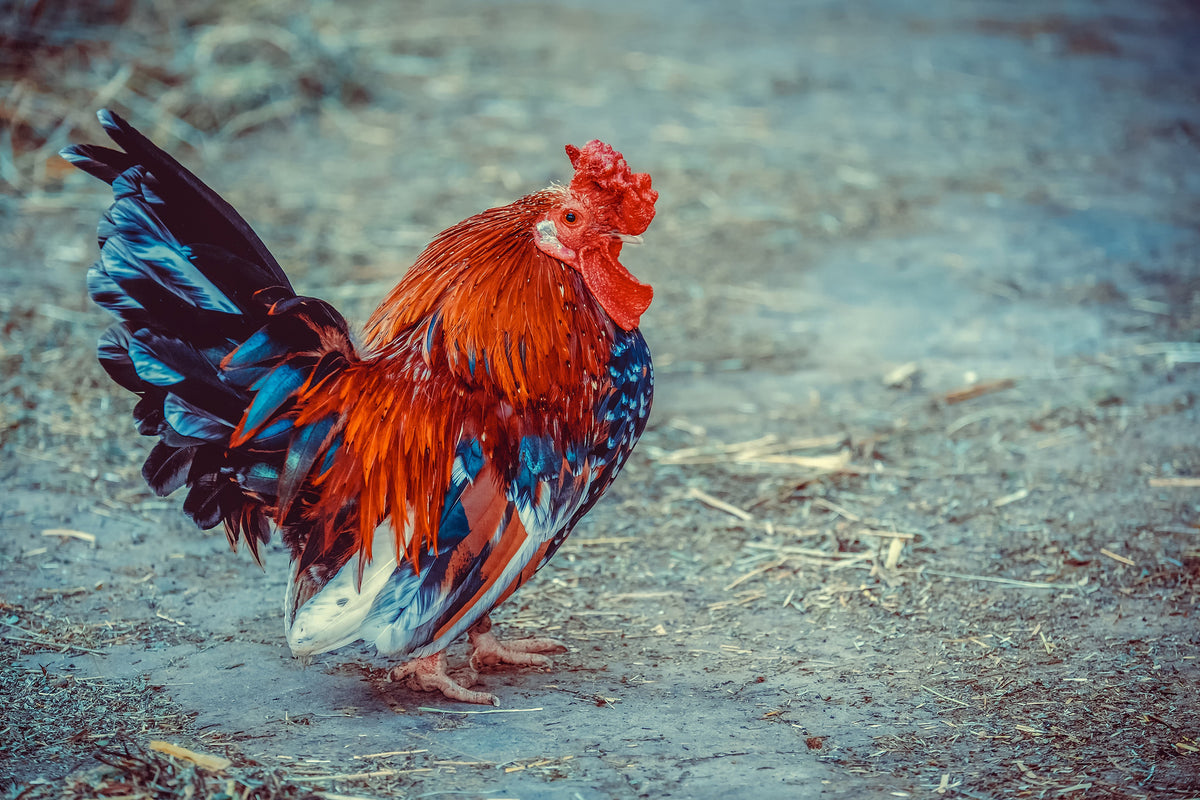 3-piece-acrylic-print-proud-cock