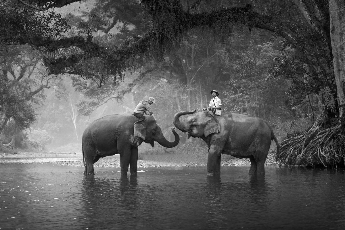 canvas-print-two-elephants