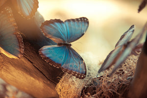 framedcanvas-print-butterflies