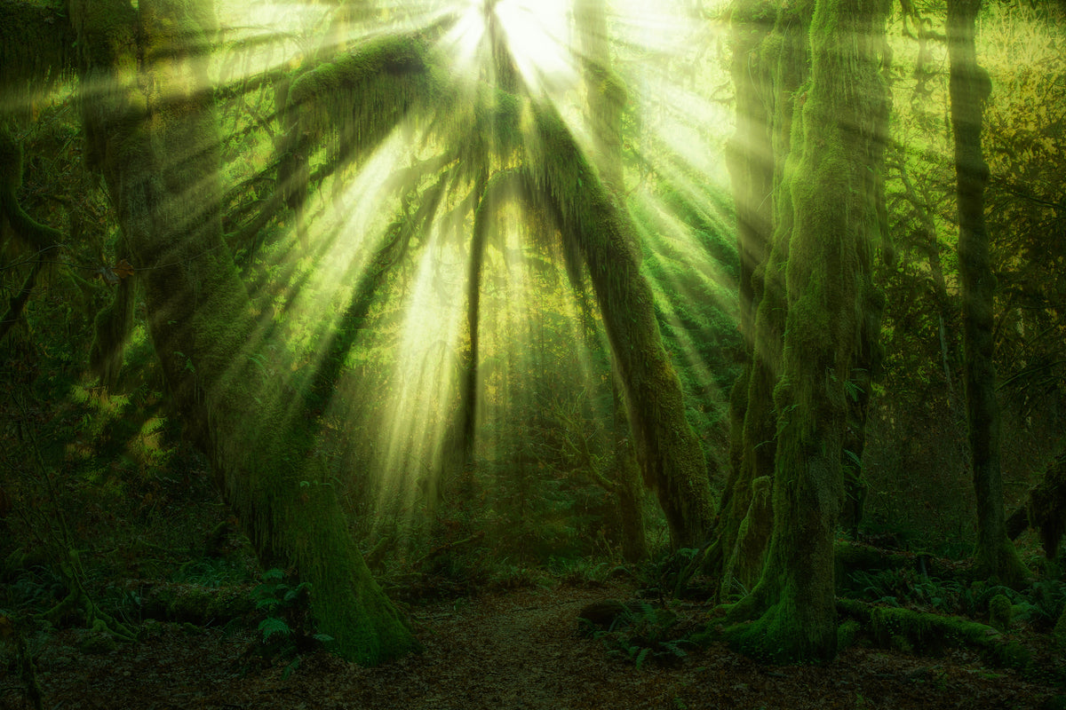 framedcanvas-print-the-miracle