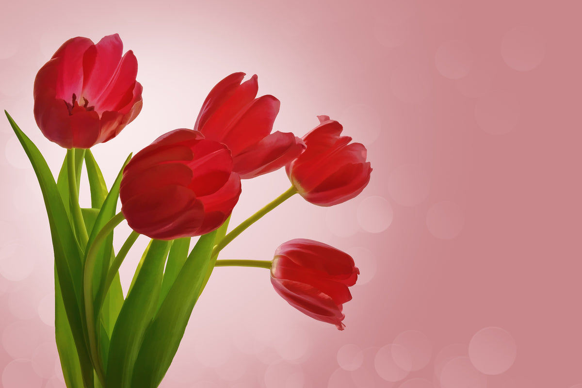 modern-3-piece-aluminium-print-red-tulips-bouquet