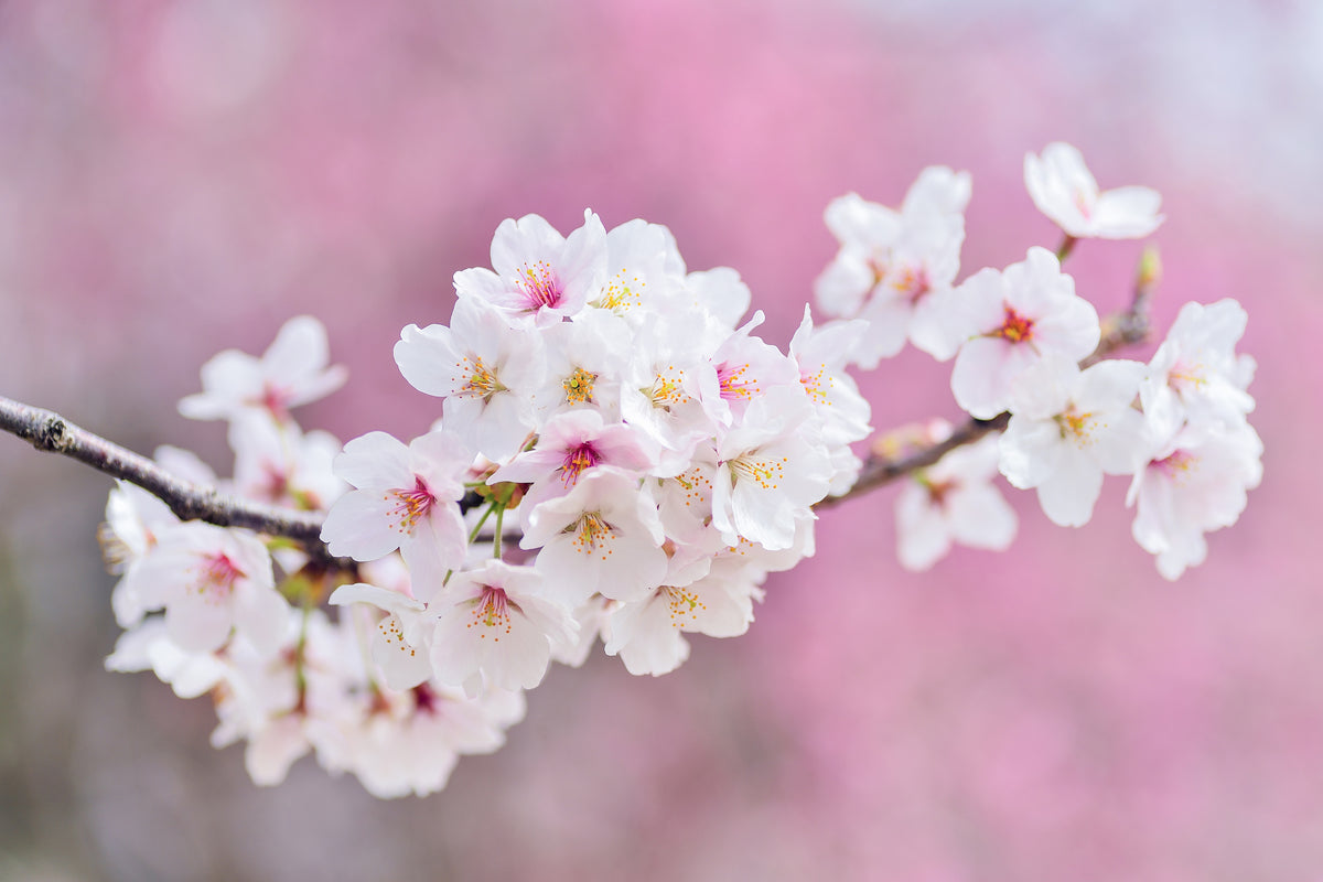 canvas-print-cherry-blossoms-xxl