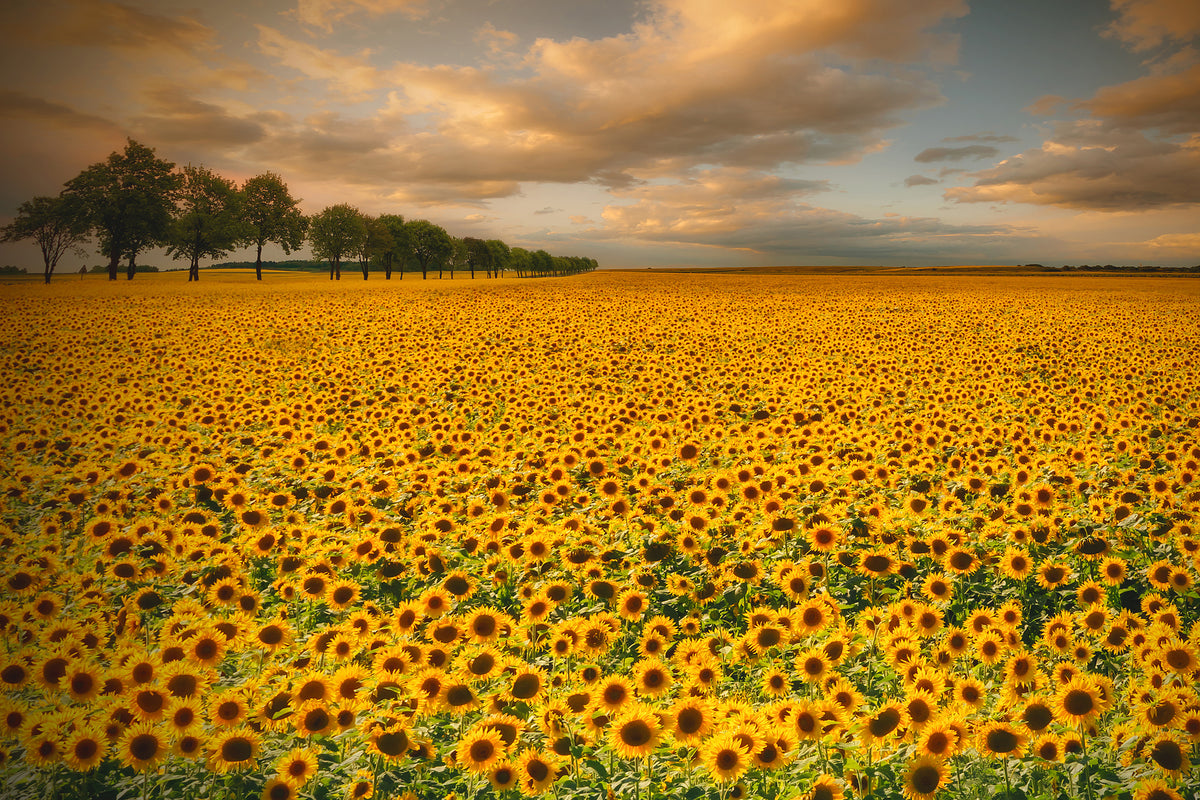 framedposter-print-sunflowers