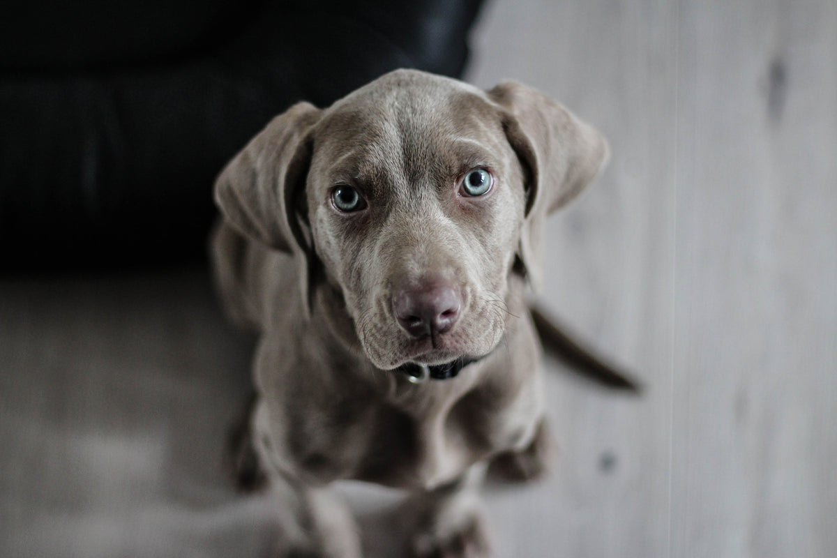 3-piece-canvas-print-the-weimaraner