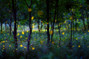 canvas-print-magic-fireflies-x