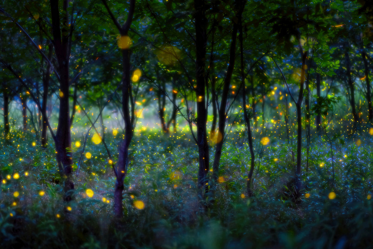 canvas-print-magic-fireflies-x